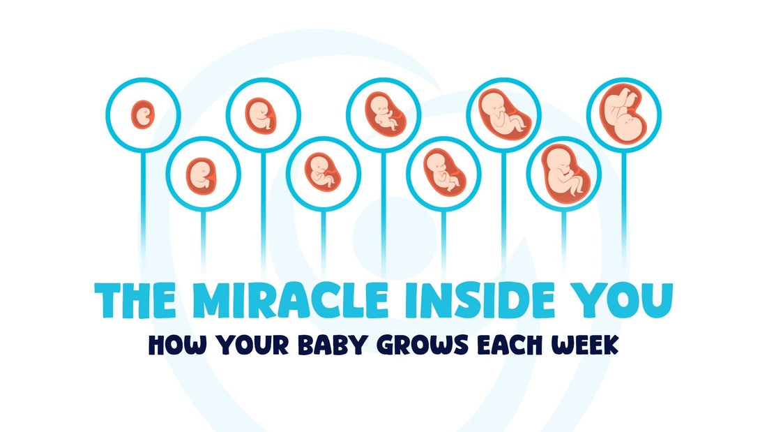 The Miracle Inside You: How Your Baby Grows Each Week